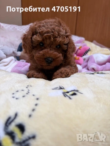 Изключително малък, чистокръвен и красив Той Пудел за разплод, снимка 13 - Пудели - 53056503