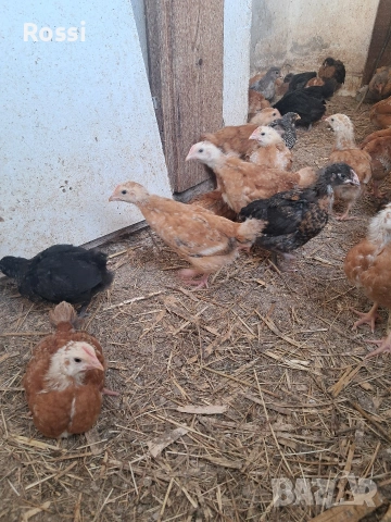 Пилета на 30дни, снимка 4 - Кокошки и пуйки - 53708980