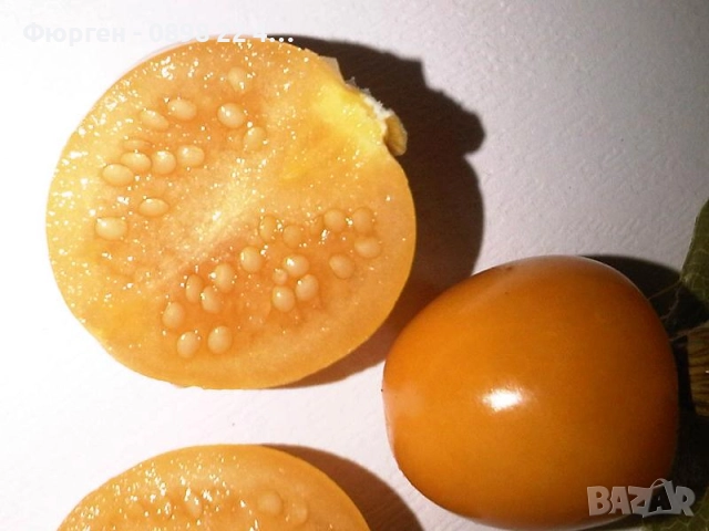 Физалис (Земна череша), снимка 3 - Разсади - 51790305