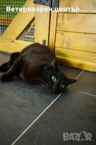 Хотел за котки Уговет , снимка 10 - Ветеринари и услуги - 49763338