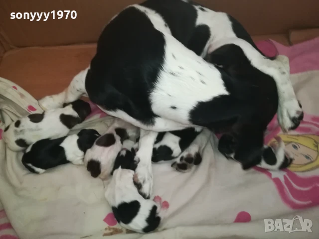 ДЖАК РЪСЕЛ БЕБЕТА 1308251846, снимка 11 - Джак ръсел териер - 51357335