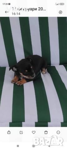 Продавам пинчер, снимка 2 - Пинчер - 53498048
