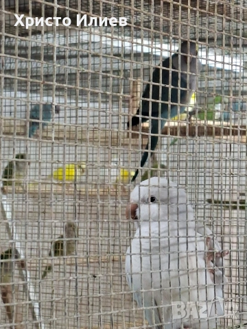 Парот център -Бургас .Купувам монашески папагали , снимка 3 - Папагали - 53654367