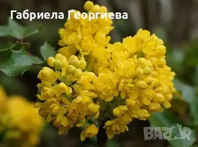 Махония, снимка 2 - Градински цветя и растения - 48711955