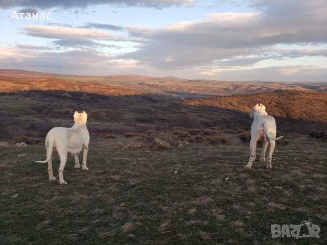 Чистокръвни Дого Аржентино, снимка 7 - Дого аржентино - 53442000