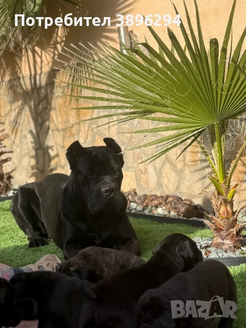 Уникални кученца кане корсо италяно,шоу клас чистокръвни., снимка 9 - Кане корсо - 52775457