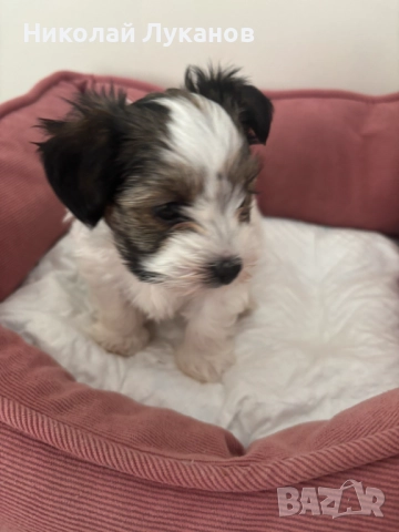 Йоркширски териер - Бивер - С родословие, снимка 2 - Йоркширски териер - 52942427