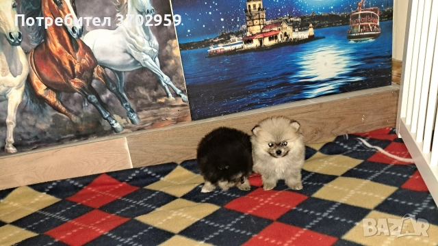 Момче и момиче, снимка 7 - Померан - 52599858