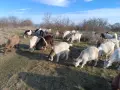 Продавам стадо кози 54 броя, снимка 2