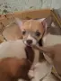 Кученца чихуахуа , снимка 7