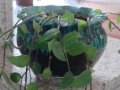 Красиво пълзящо стайно растение- Традесканция, снимка 2
