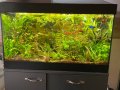 Растения за аквариум и езеро , имам излишни стартирани аквариуми., снимка 1 - Други - 40840532
