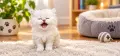 Бежови персийски котенца , снимка 2