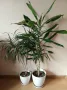Цветя, палми, драцена, снимка 2