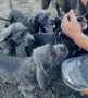 кученца кане корсо, снимка 1