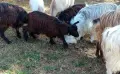 свободни 6 кози + 2 ярета , снимка 9