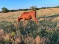 Продавам бременни месодайни кравикръстоски;търся съдружник, снимка 10