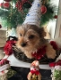 Мъжко йорки , снимка 4