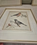 Три рамкирани принта с красиви птици, снимка 3