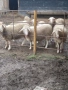Овце, снимка 10