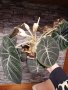 Цъфнала Alocasia Black Velvet , снимка 3