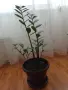 Замиокулкас цвете, снимка 1