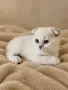 Синеоко шотландско клепоухо момче – Scottish Fold. Сръбрена чинчила, снимка 4