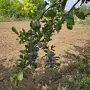 Продава се прекрасен селски имот., снимка 12