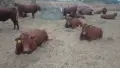 Телета продан.., снимка 7