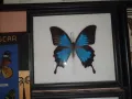 Истински Пеперуди в рамка, снимка 5