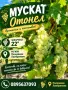 Мускат отонел  22° захарност, снимка 4