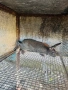 Продавам зайци на 6 месеца, снимка 2