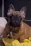 Френски булдог, снимка 4