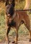 Продавам белгийски овчарки/малиноа, снимка 2