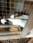 Продавам калифорнийски зайци, снимка 2