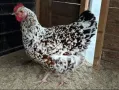 Яйца от Ливенска Пъстра кокошка , снимка 5