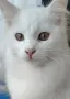 снежно бели котенца, 5мес., снимка 5