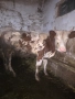 Продавам крави, снимка 3