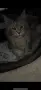 Maine coon чистокръвни, снимка 11