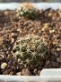 Кактуси Mammillaria Papasquiarensis, снимка 6