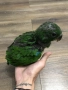 Ръчно хранен Еклектус на 90 дни, снимка 5