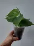 Филодендрон, philodendron Heartleaf, снимка 2