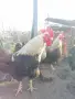 Катунски петли за разплод или клане, снимка 1