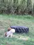 Пудел той априкот, снимка 2