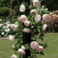 Роза 59, снимка 4 - Градински цветя и растения - 41902824