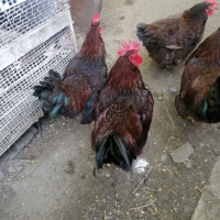 Яйца катунски кокошки червена линия , снимка 12 - други­ - 44797078