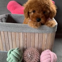 Пудел той с родословие Poodle toy, снимка 2 - Пудели - 41060049