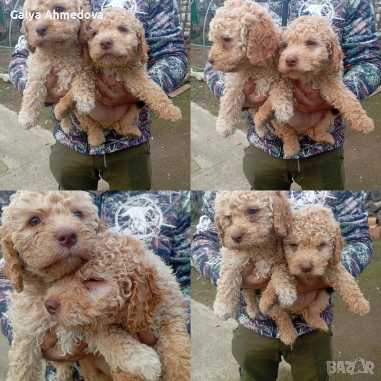 Здравейте продавам чисто кръвни кученца с поставена първа ваксина , снимка 1