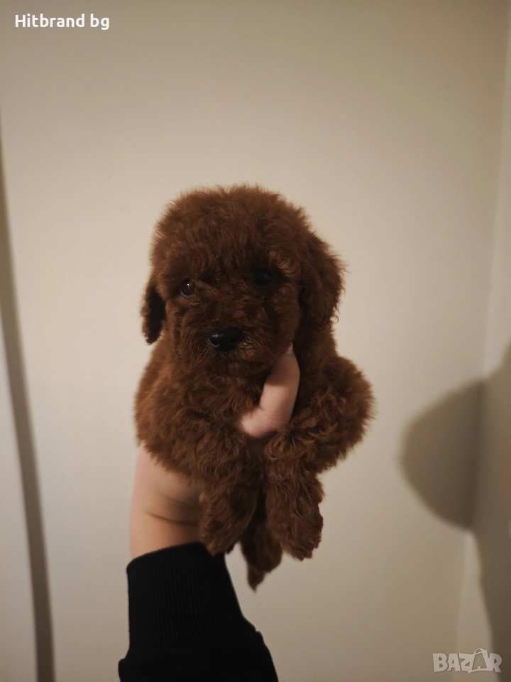 Пудел Той , снимка 1