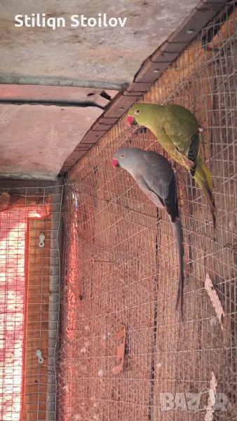 Малки александри , снимка 1